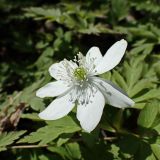 Anemone amurensis. Цветок. Хабаровский край, окр. г. Комсомольск-на Амуре, дол. р. Силинка, перелесок. 07.05.2025.