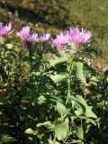 Centaurea alutacea