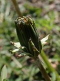 Taraxacum brassicifolium. Развивающееся соцветие. Хабаровский край, окр. г. Комсомольск-на-Амуре, обочина грунтовой дороги. 19.05.2025.