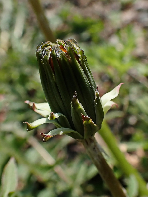 Image of Taraxacum brassicifolium specimen.