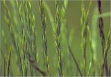 familia Poaceae. Соцветия. Московская обл., Раменский р-н, окр. дер. Хрипань, садовый участок. 29.05.2025.