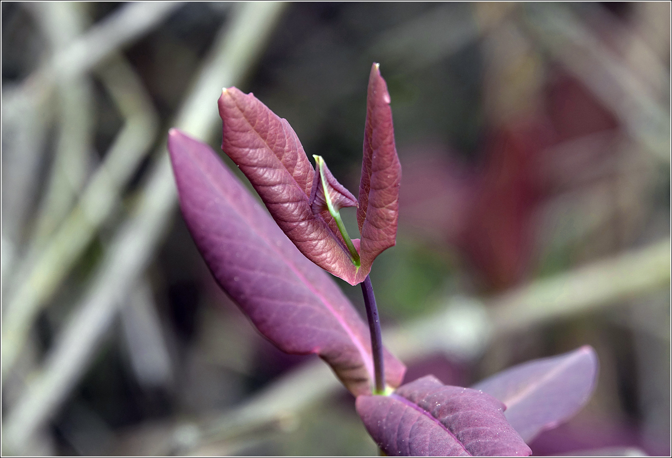 Изображение особи Lonicera dioica.
