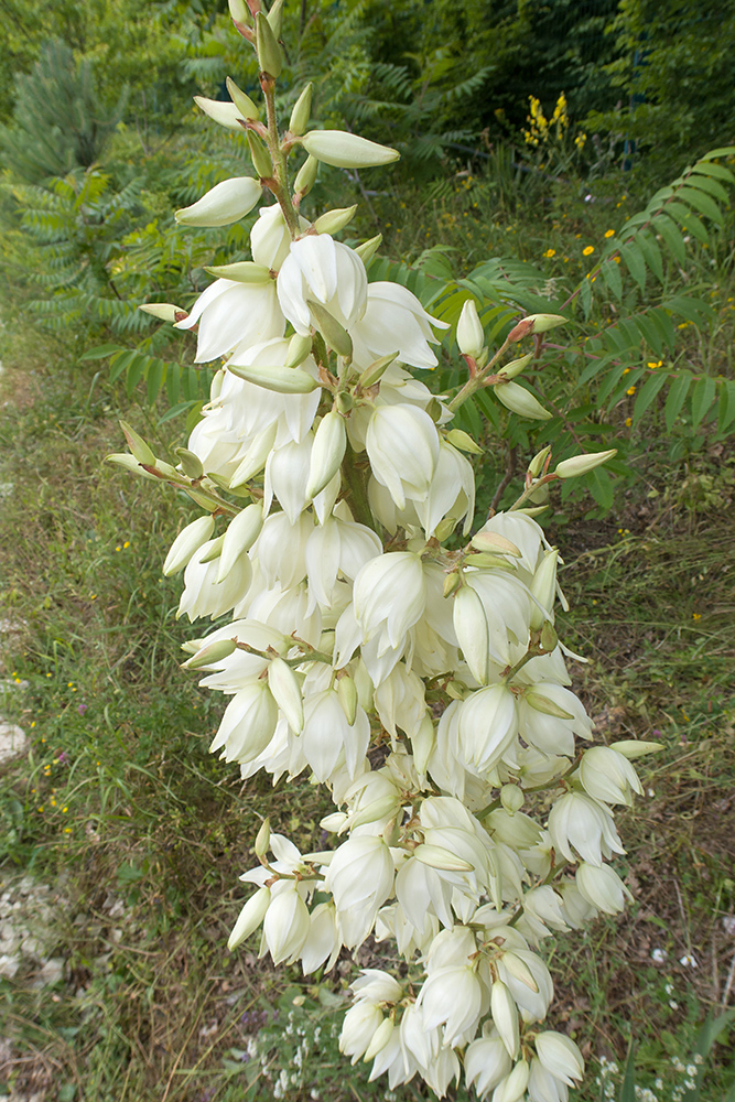 Image of Yucca filamentosa specimen.