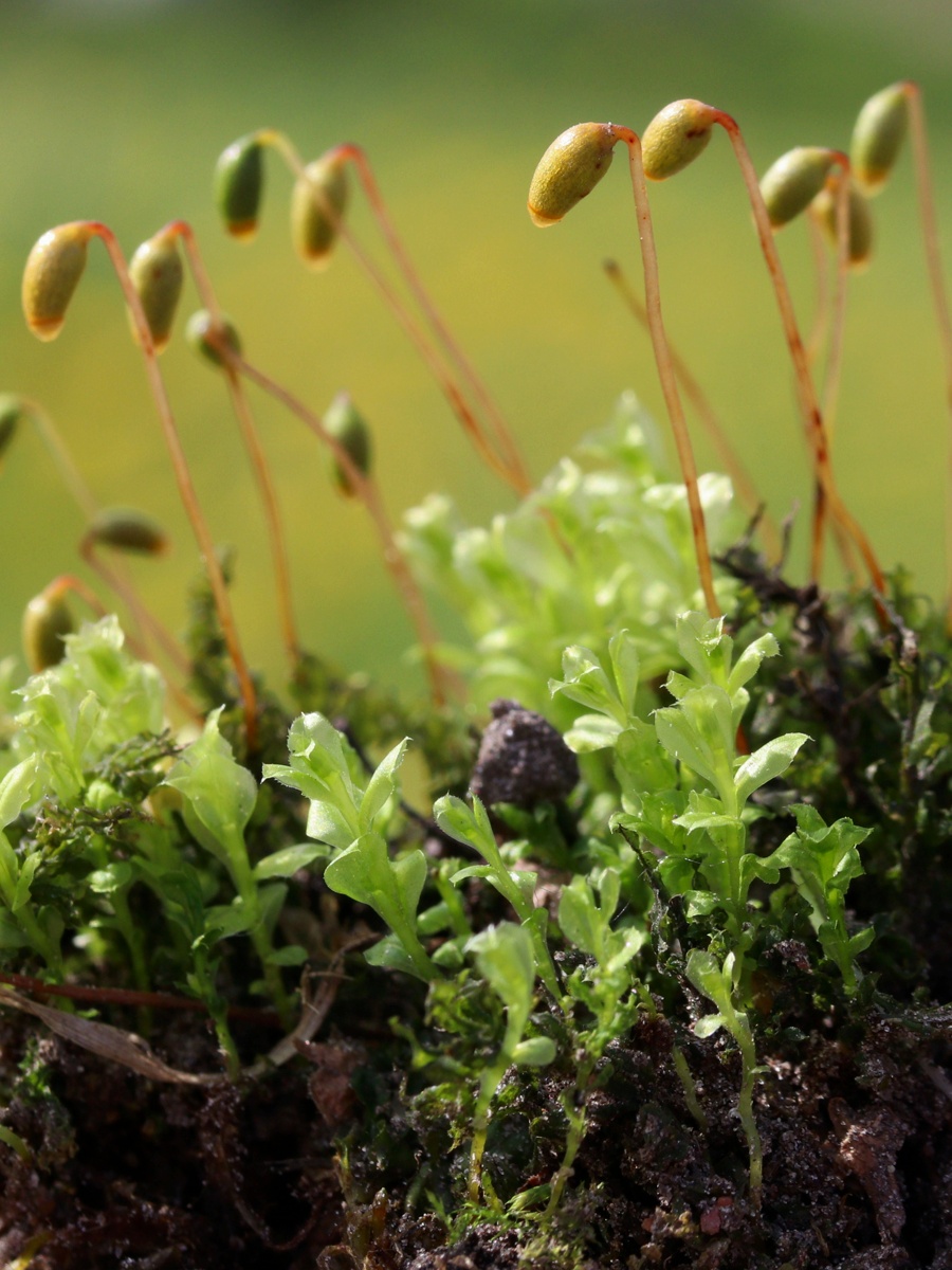 Изображение особи Plagiomnium cuspidatum.