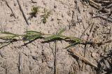genus Silene. Часть побега. Турция, ил Ван, 4 км на ЮВ от дер. Айдынлар, залежь. 21 мая 2025 г.