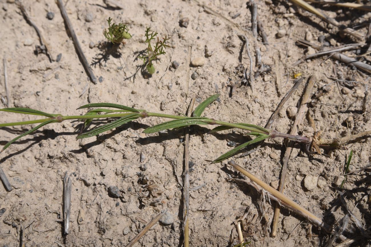 Image of genus Silene specimen.