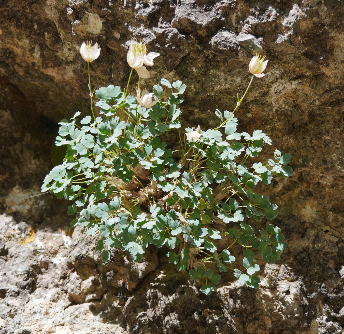 Image of Paraquilegia caespitosa specimen.