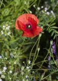 Papaver rhoeas