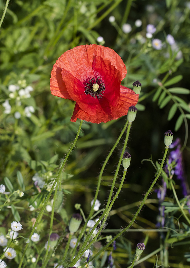 Изображение особи Papaver rhoeas.