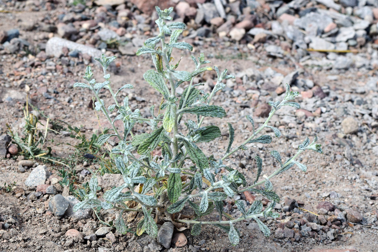 Изображение особи Pulicaria salviifolia.