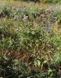 Aster tataricus