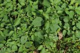 Solanum nigrum
