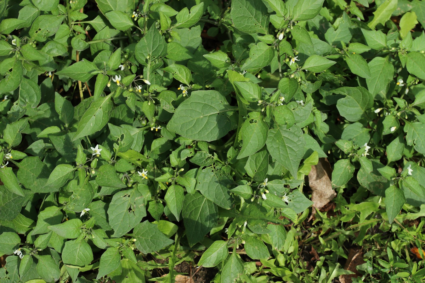 Изображение особи Solanum nigrum.