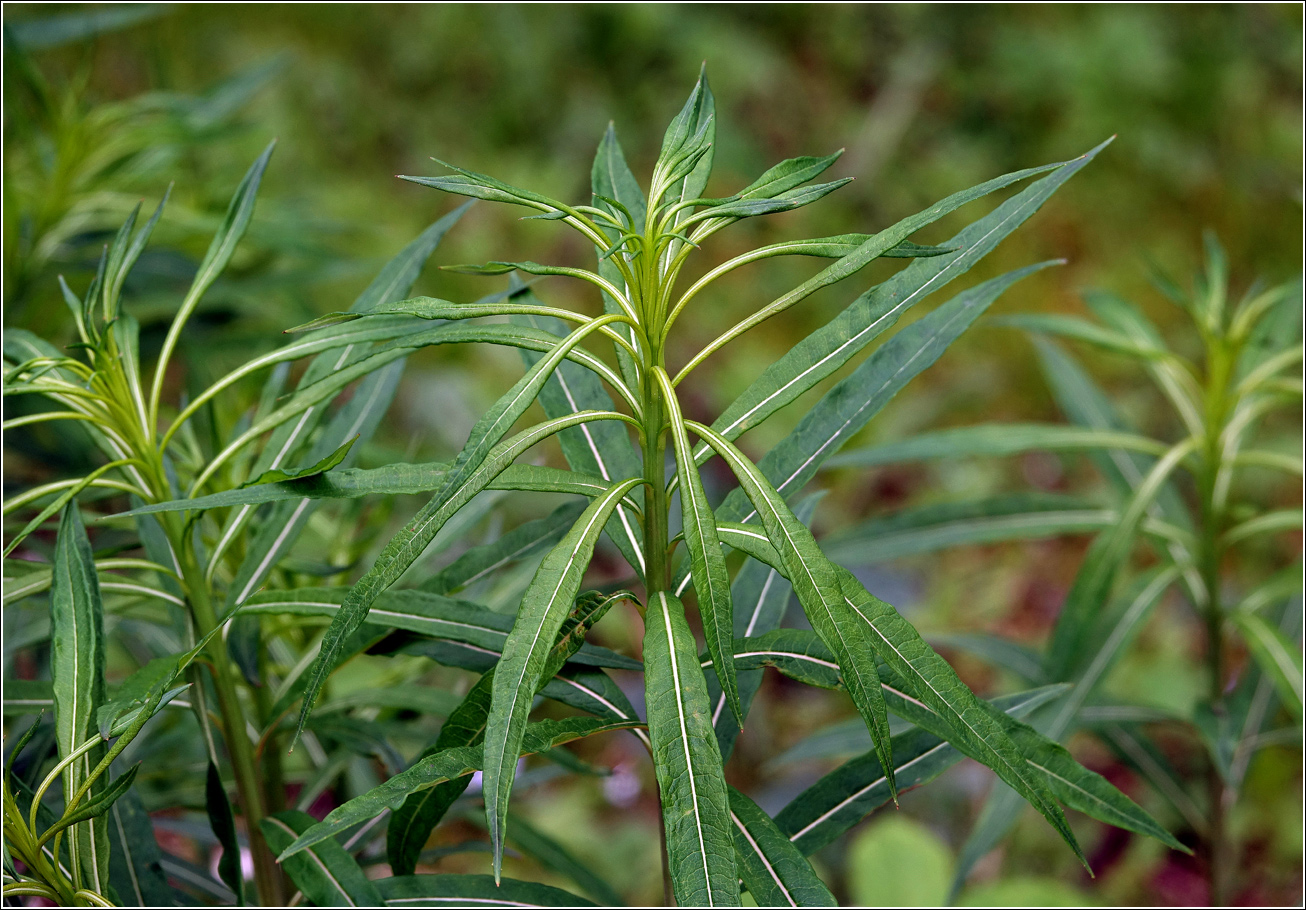 Image of Chamaenerion angustifolium specimen.