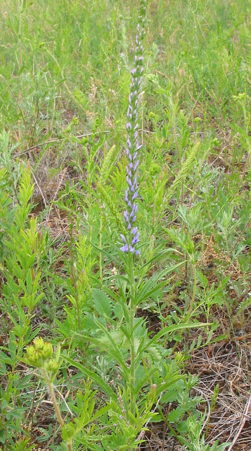 Image of Veronica linariifolia specimen.