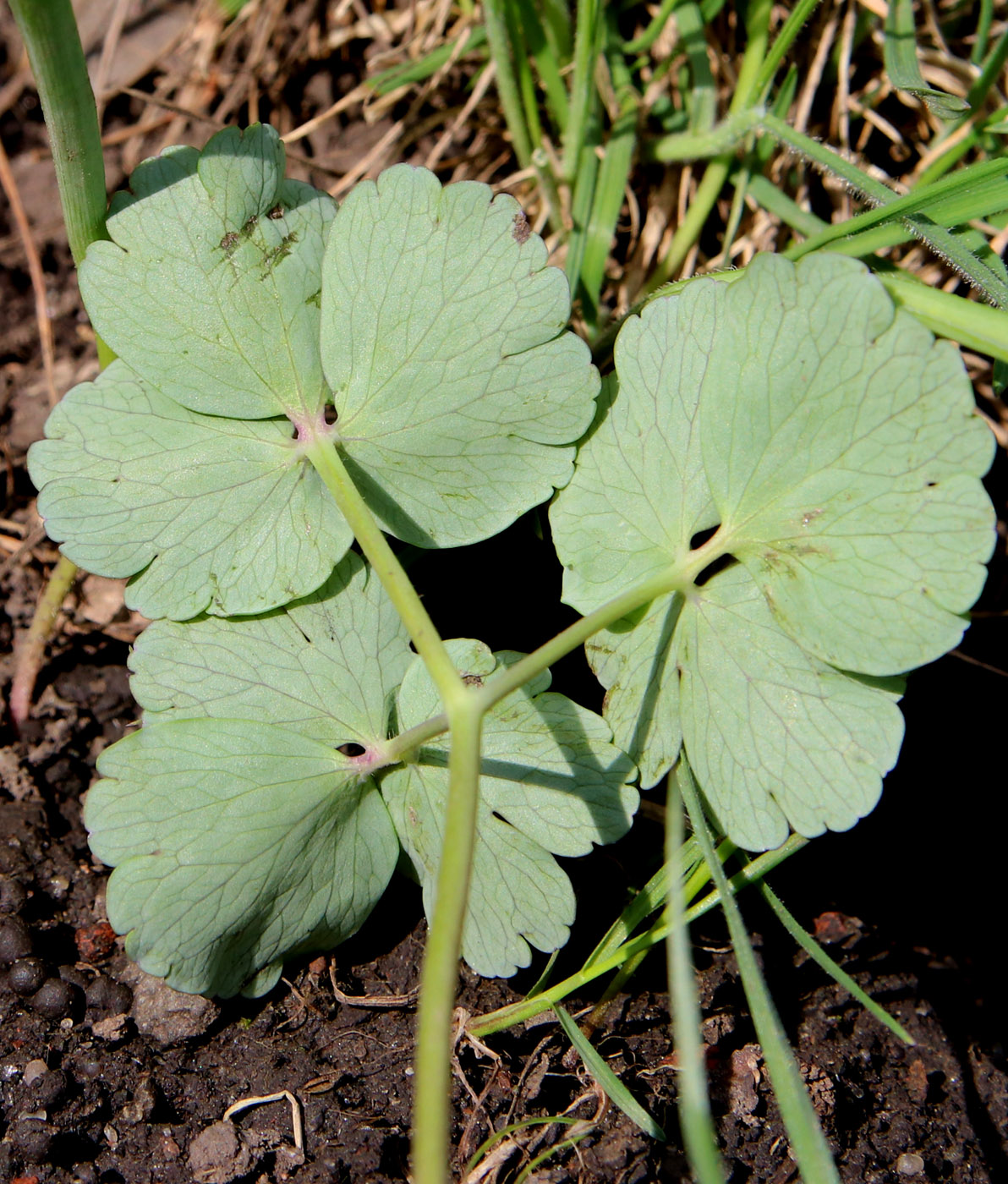 Image of Aquilegia sibirica specimen.