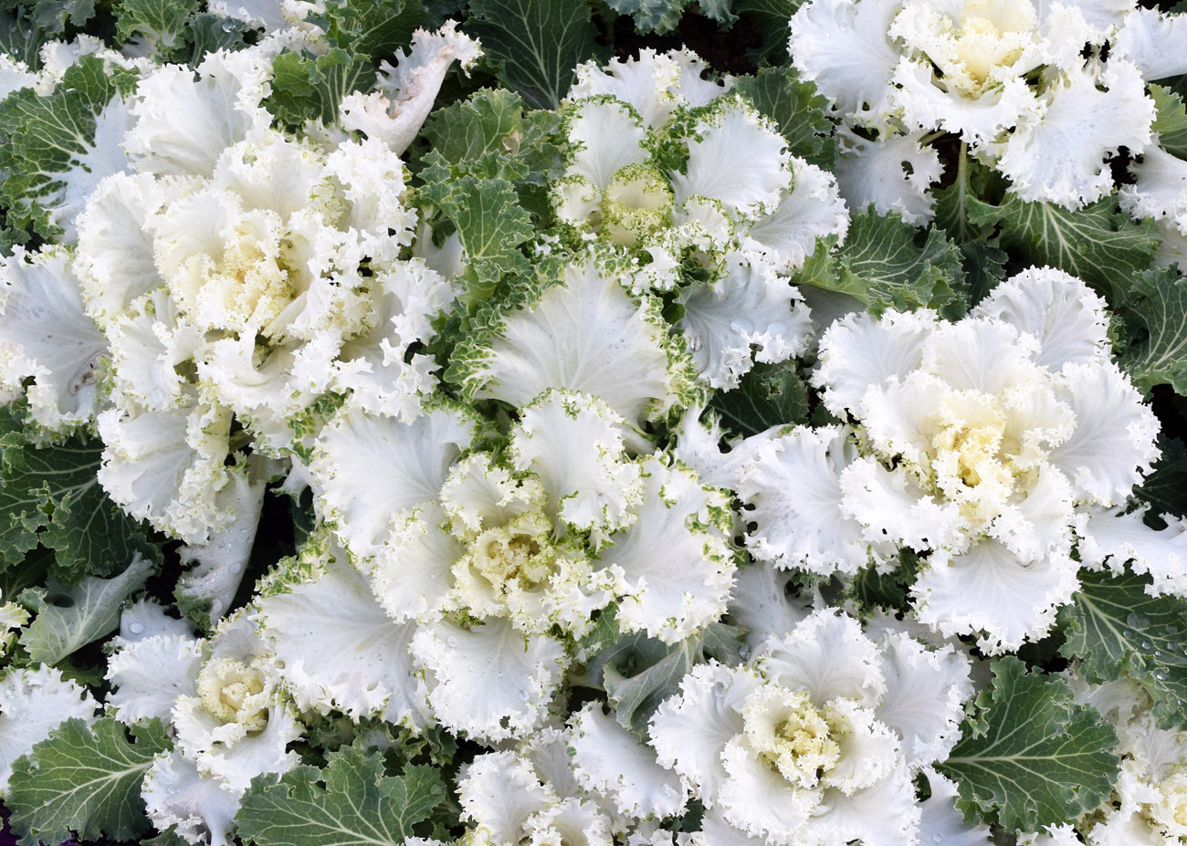 Image of Brassica oleracea var. viridis specimen.