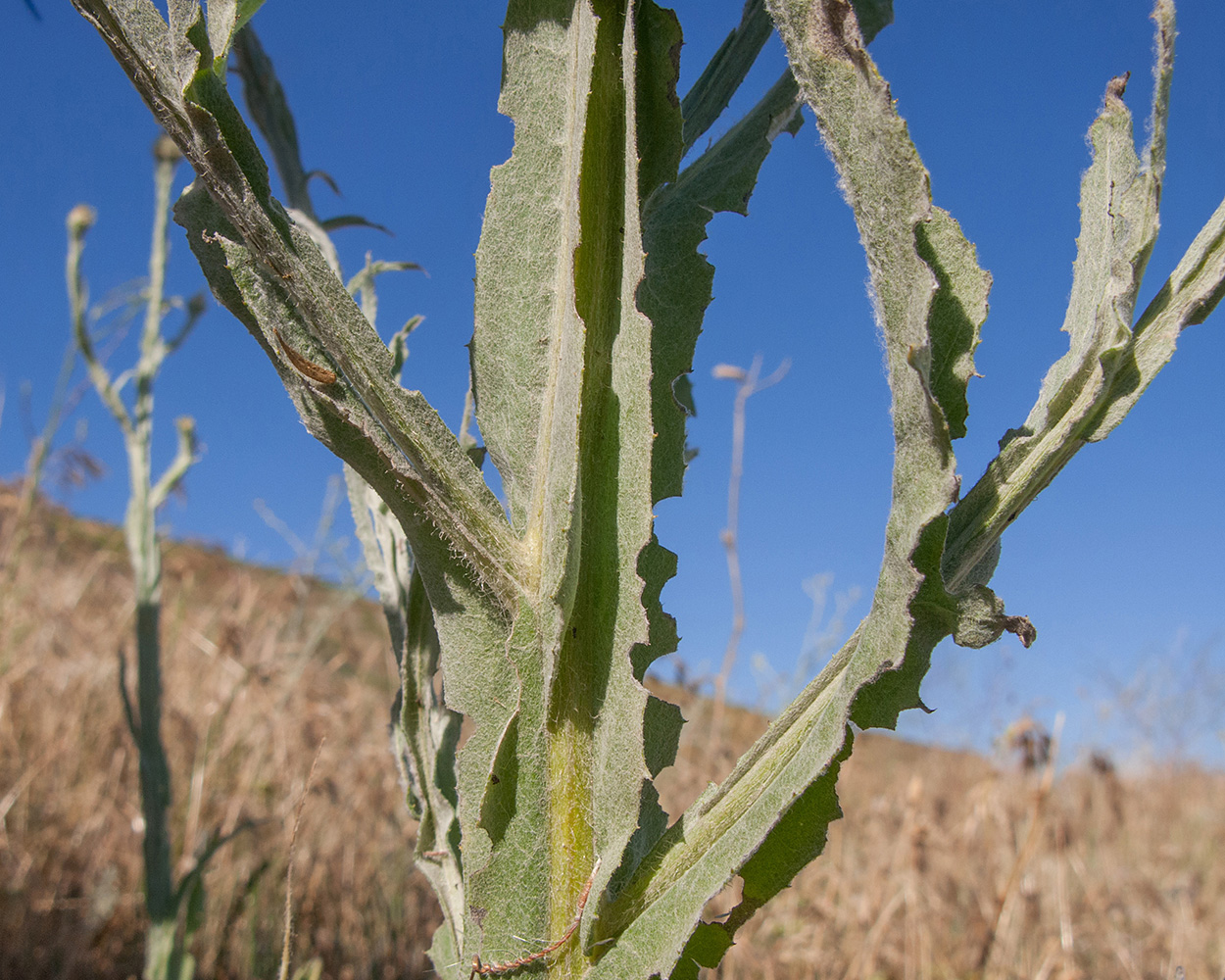 Image of Centaurea solstitialis specimen.