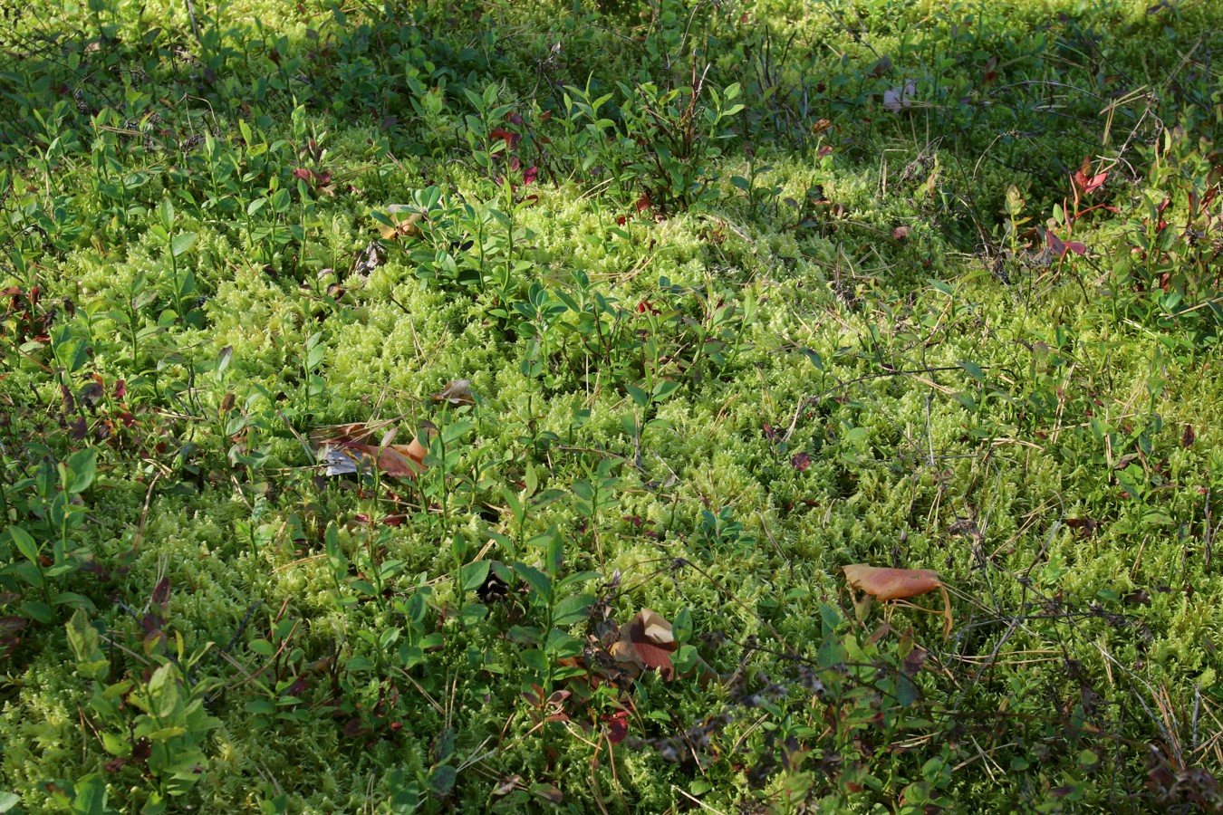 Image of Ptilium crista-castrensis specimen.
