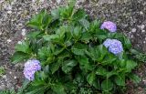 View full-size image Hydrangea macrophylla