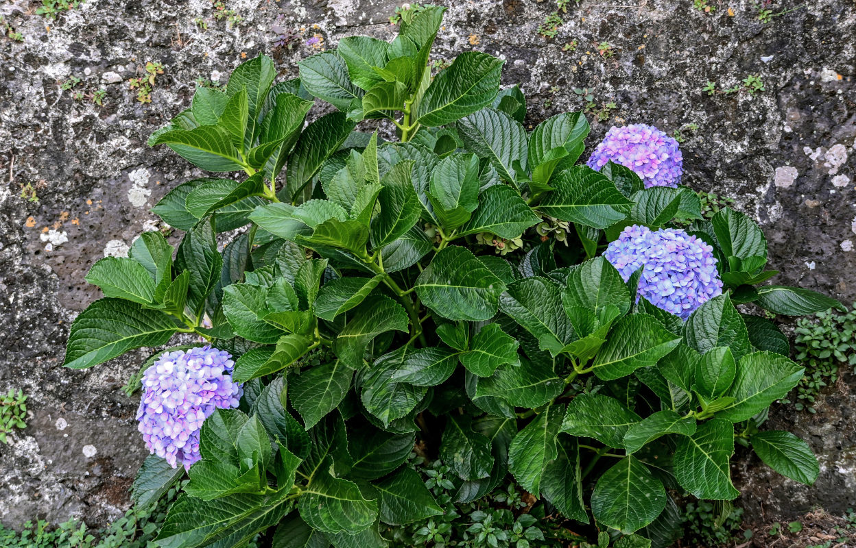Изображение особи Hydrangea macrophylla.