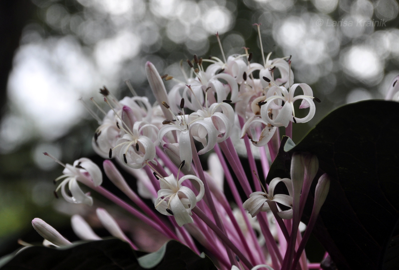 Image of genus Clerodendrum specimen.
