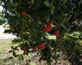 Pyracantha coccinea. Часть плодоносящего растения. Турция, г. Анталья, приморский парк. 28 декабря 2025 г.