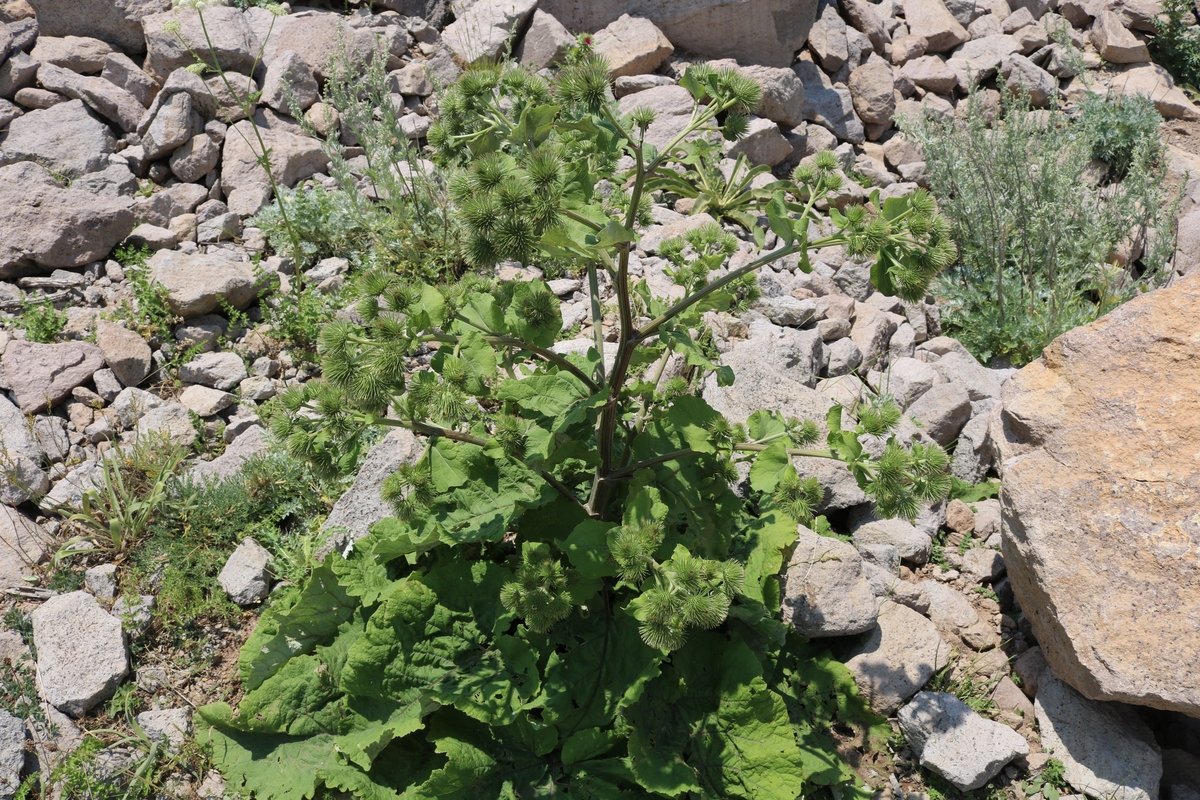 Image of Arctium lappa specimen.