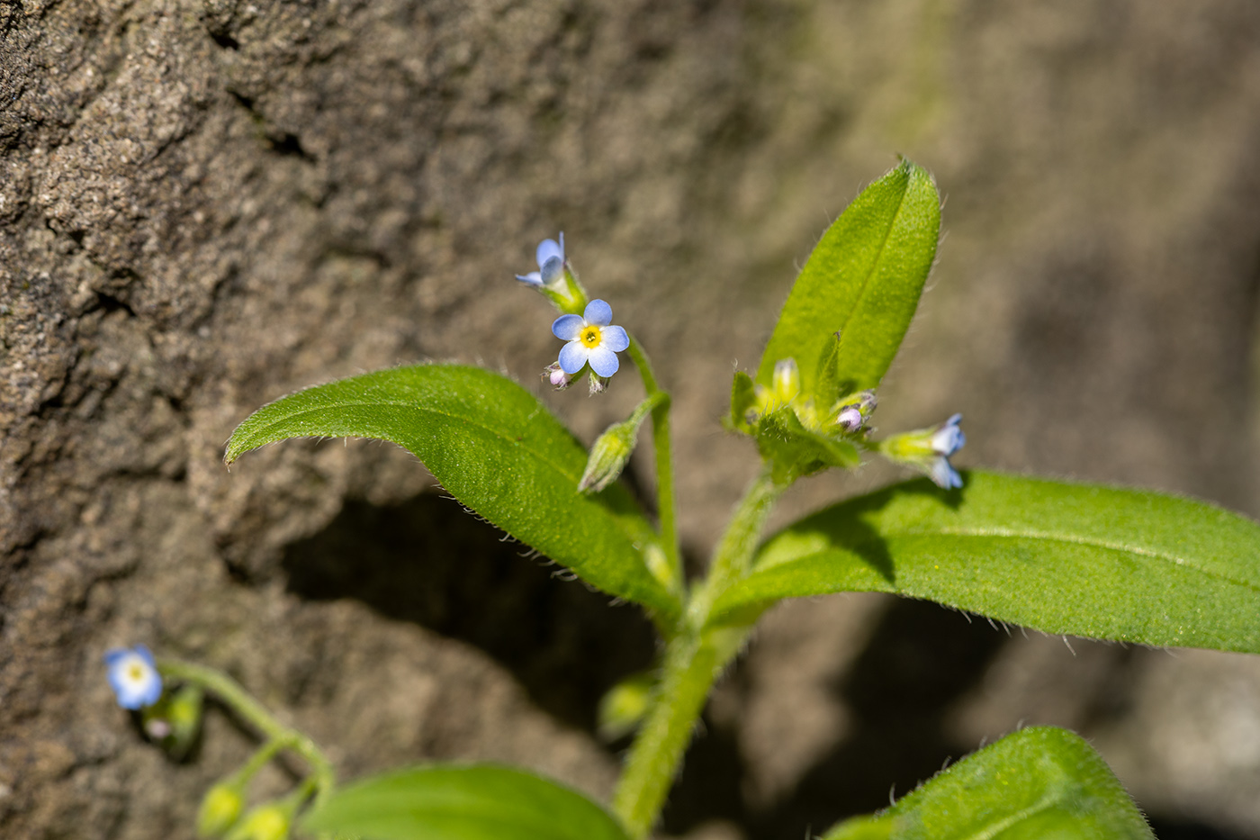 Изображение особи Myosotis sparsiflora.