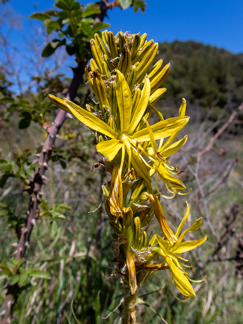 Image of Asphodeline lutea specimen.