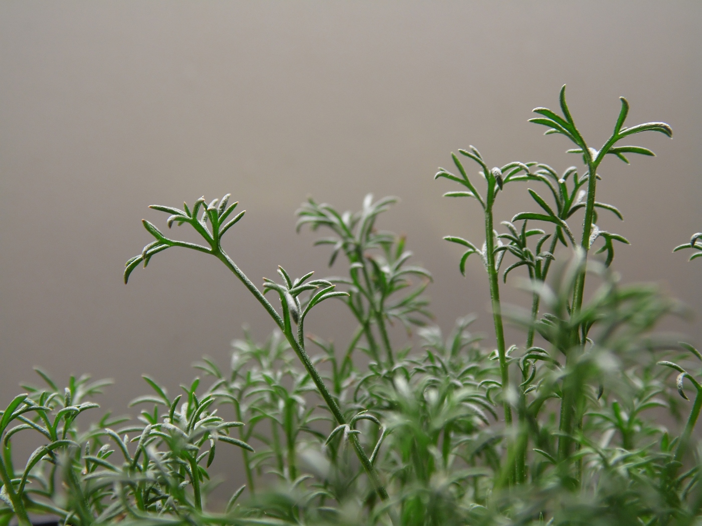 Image of Chamaemelum nobile specimen.