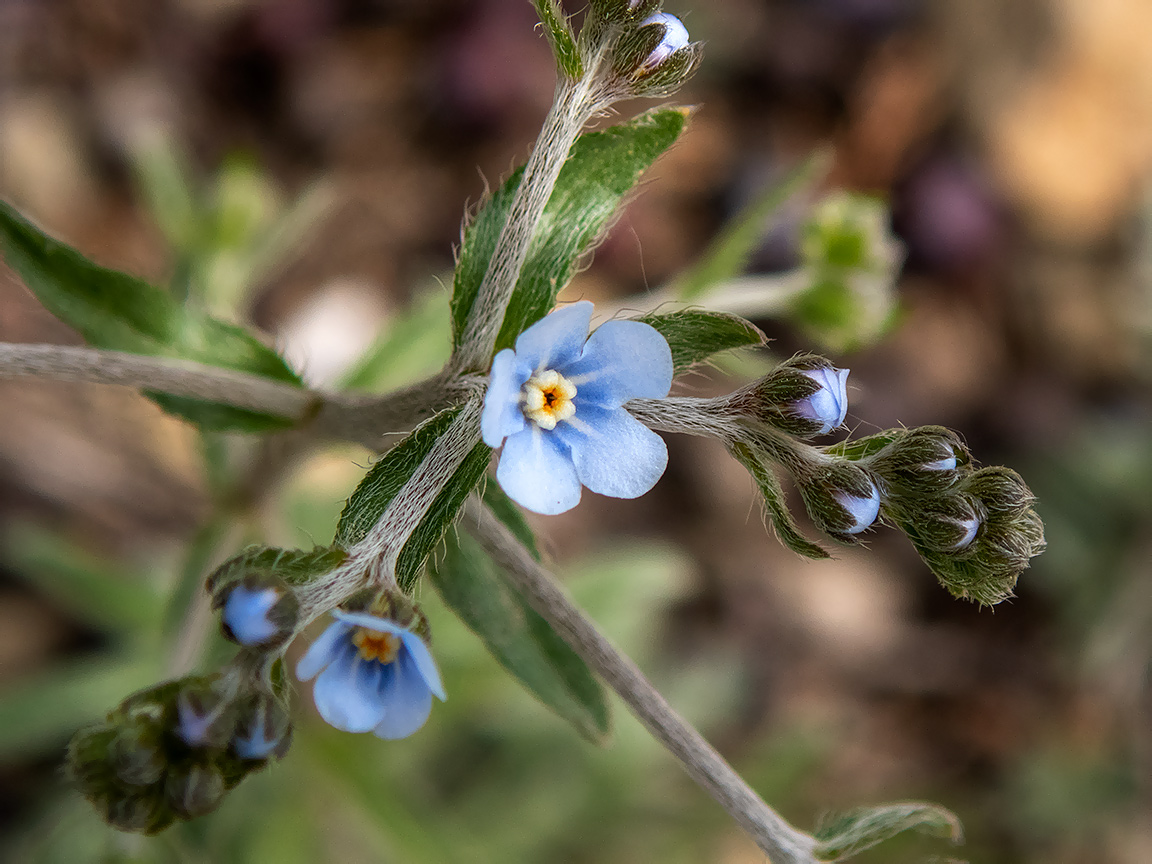 Изображение особи Lappula barbata.