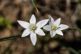 Ornithogalum kochii. Цветки. Ростовская обл., Семикаракорский р-н, окр. хут. Шаминка, степной склон. 05.04.2026.
