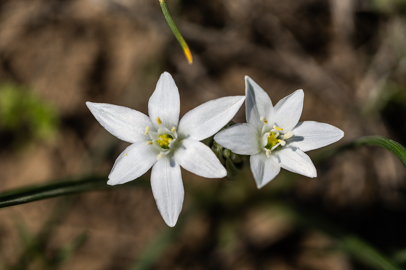 Изображение особи Ornithogalum kochii.