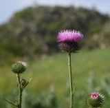 род Carduus. Верхушка цветущего растения. Грузия, край Самцхе-Джавахети, Аспиндзский муниципалитет, ур. Тавкветула, горный луг. 29 мая 2025 г.
