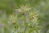 Silybum marianum