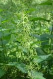 Urtica dioica. Верхушка цветущего растения. Московская обл., г. о. Пущино, березовый лес в окрестностях города. 23.06.2026.
