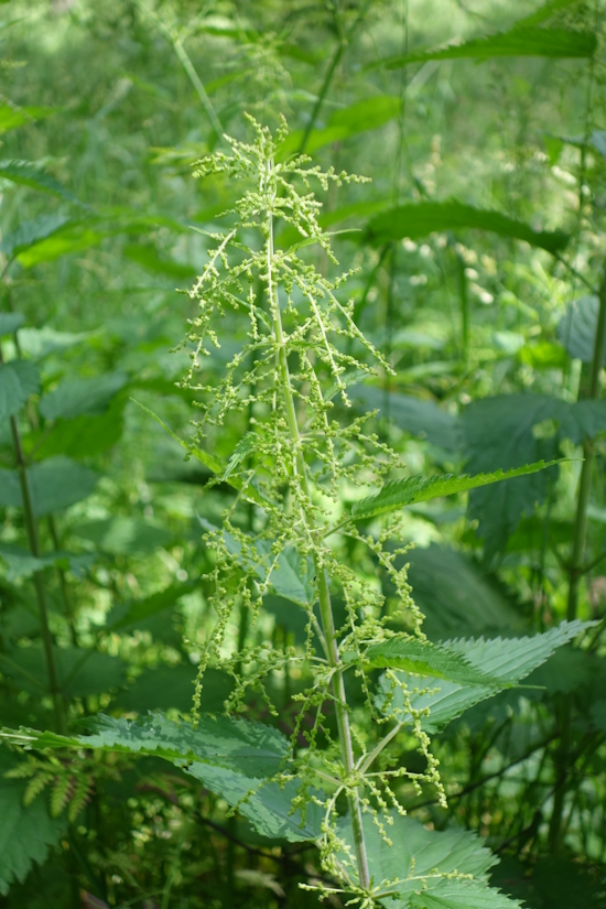 Image of Urtica dioica specimen.