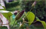 Clematis × jackmanii