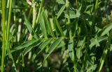 familia Fabaceae. Часть листа. Оренбургская обл., Кувандыкский муниципальный округ, северная оконечность Долгих гор, степной склон. 10 июня 2025 г.