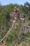 род Allium