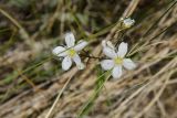 genus Eremogone. Цветки. Оренбургская обл., Кувандыкский муниципальный округ, северная оконечность Долгих гор, степной склон. 10 июня 2025 г.