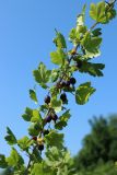 Grossularia reclinata. Часть плодоносящей ветви. Беларусь, Витебская обл., пос. Езерище, сад. 12.07.2026.