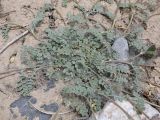 Astragalus nivalis. Основания побегов. Таджикистан, Горно-Бадахшанская автономная обл., Мургабский р-н, дол. р. Карасу, ≈ 3630 м н.у.м., глинистый субстрат в пойме. 6 июля 2026 г.
