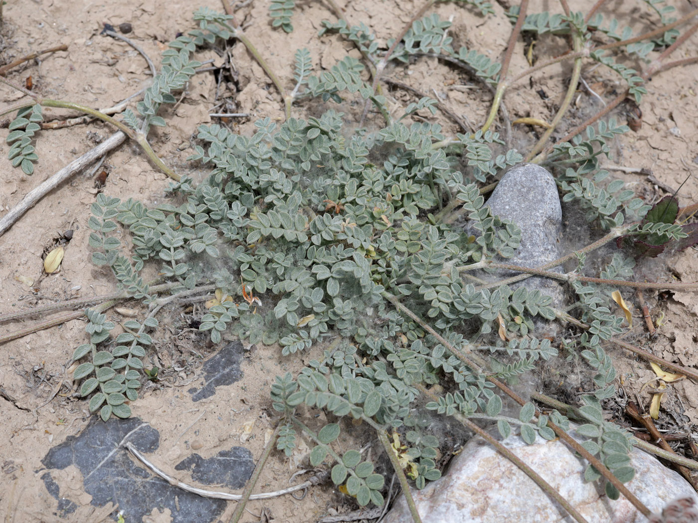 Image of Astragalus nivalis specimen.