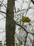 Ulmus pumila. Лист. Республика Молдова, муниципалитет Кишинёв, г. Кодру. 16 ноября 2025 г.