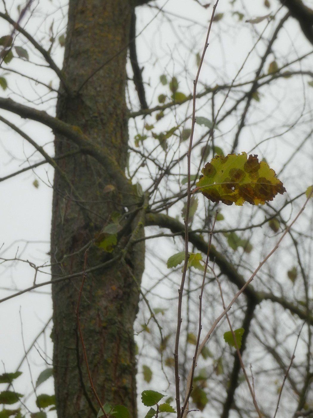 Image of Ulmus pumila specimen.