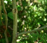 Alnus barbata. Часть ствола с основанием ветви. Турция, ил Артвин, р-н Юсуфели, 250 м ниже дер. Гюльпынар, выс. 1500 м н.у.м., роща на берегу реки. 13 июня 2026 г.