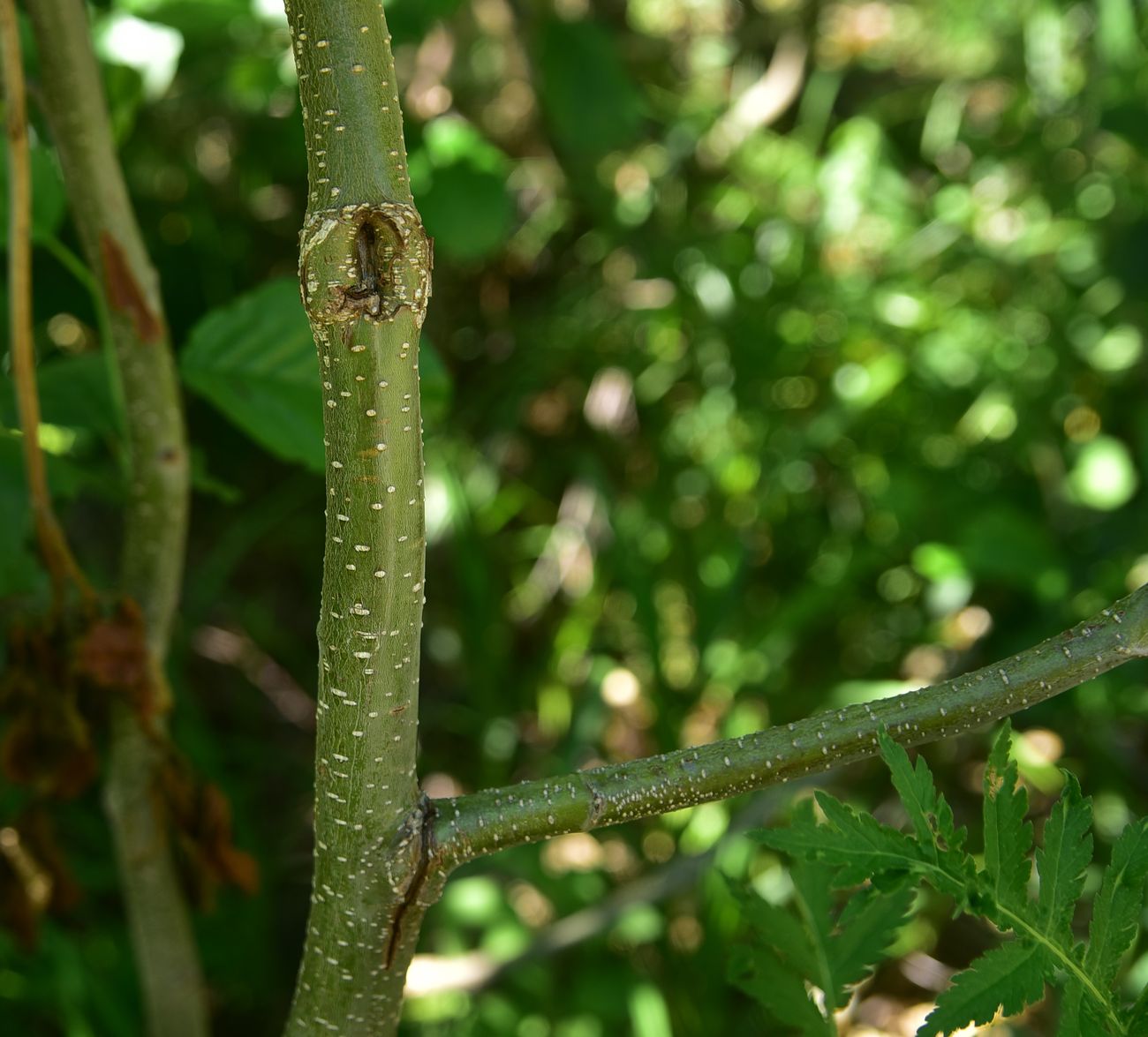 Image of Alnus barbata specimen.