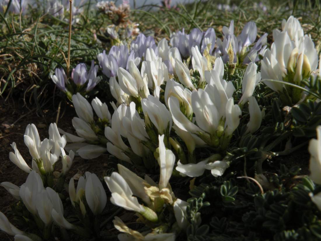 Image of Astragalus brevifolius specimen.